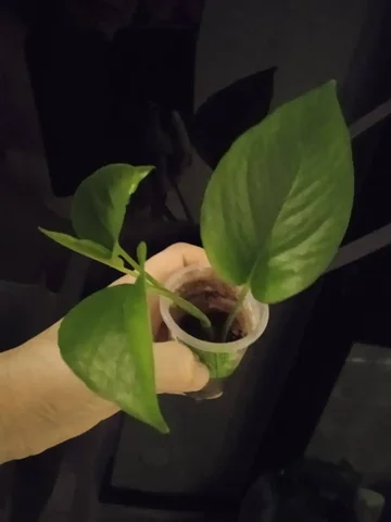 Сциндапсус неон хорошо укоренён - Хобби и отдых в Кемерово