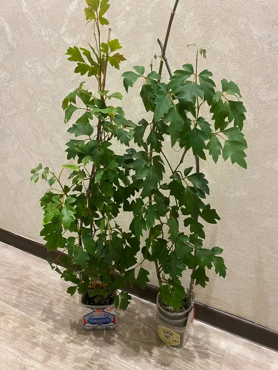 Циссус (Берёзка) в Кемерово