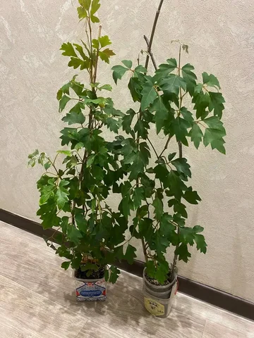 Циссус (Берёзка) в Кемерово - Хобби и отдых в Кемерово