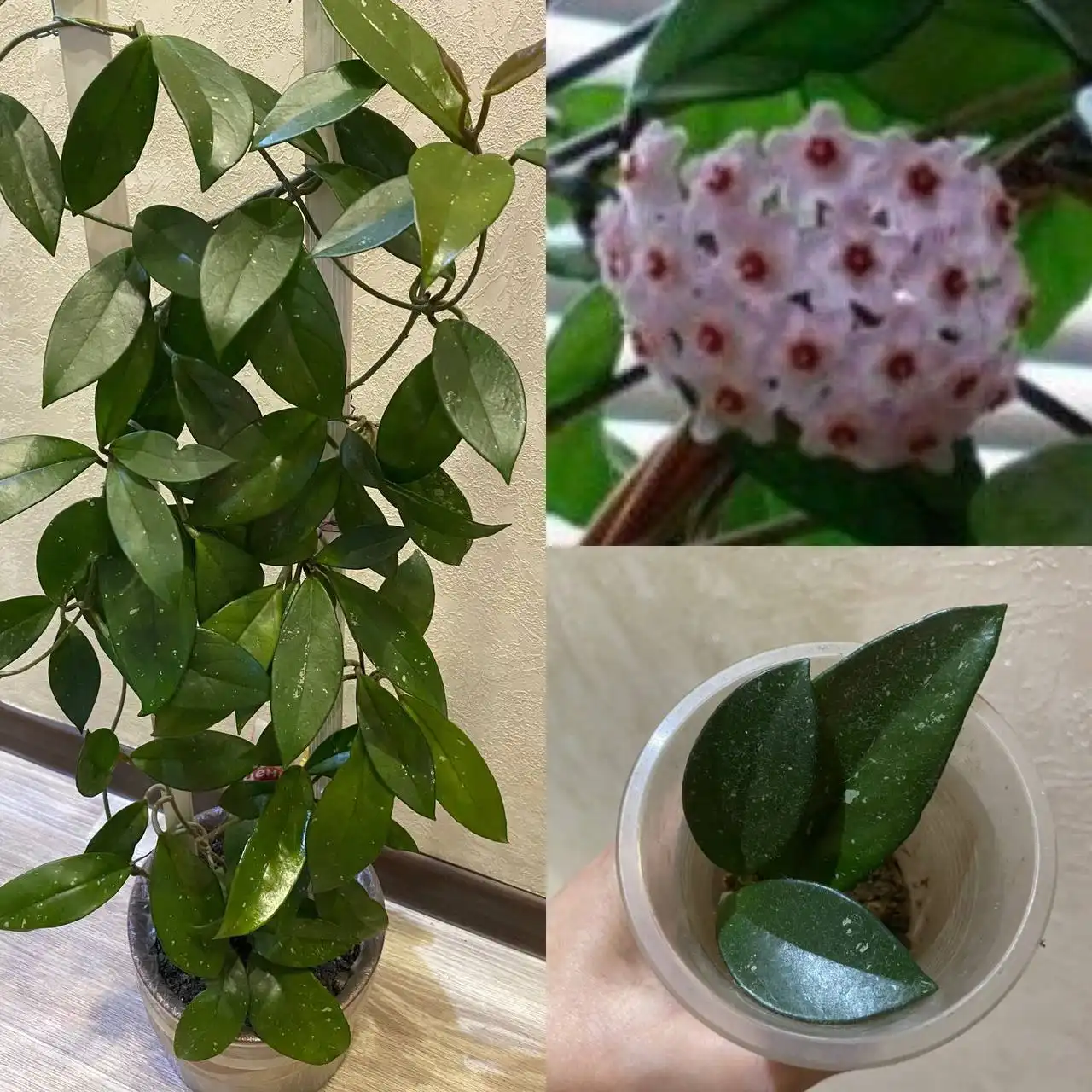 Продажа хойи разных размеров