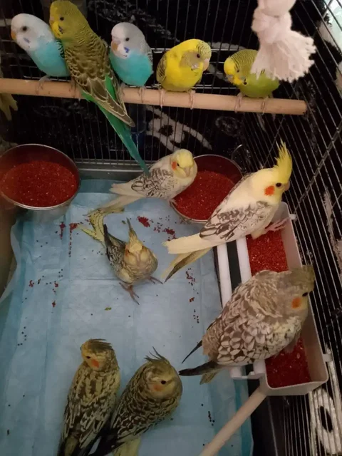 Продажа волнистых попугаев корелла - частное объявление в Промышленная