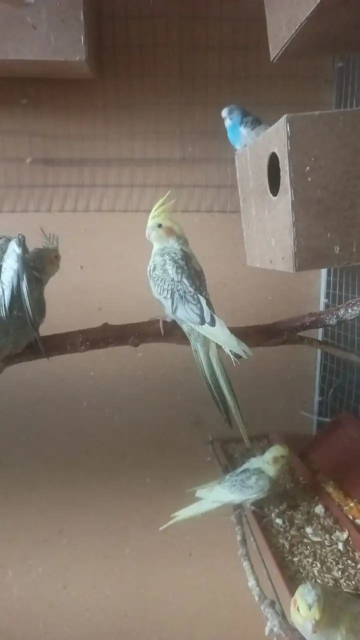 Продажа волнистых попугаев корелла