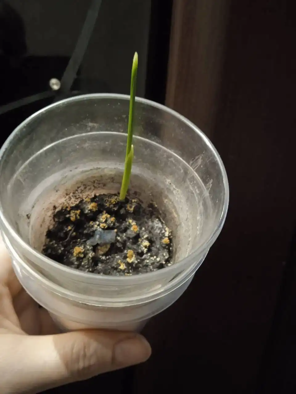 Пальма финик канарский - Барахолка в Кемерово