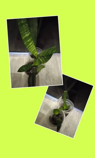 Сансевиерия Щучий хвост высокий сорт - Игровые аксессуары в Кемерово