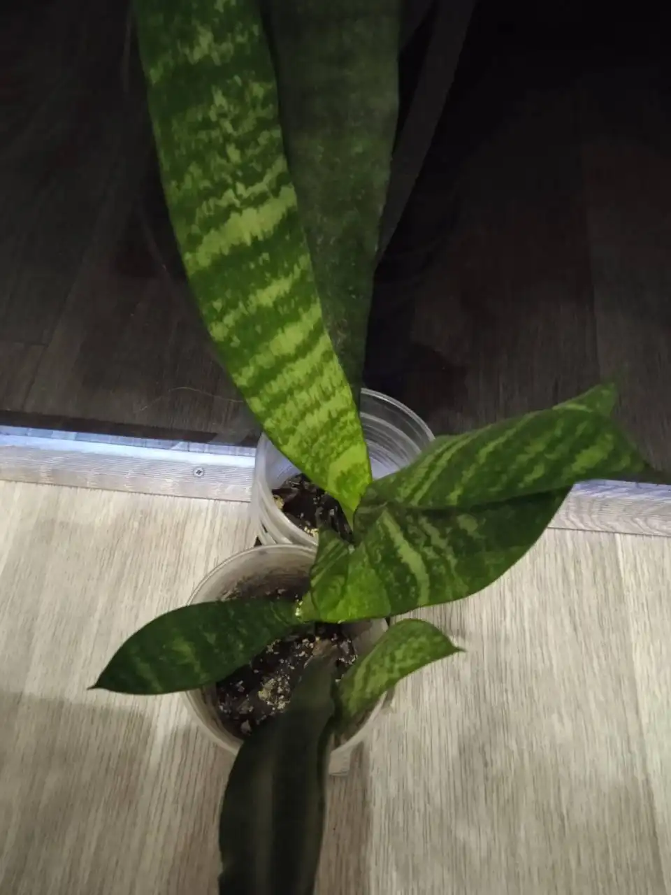 Сансевиерия Щучий хвост высокий сорт - Растения (Хобби и отдых) в Кемерово