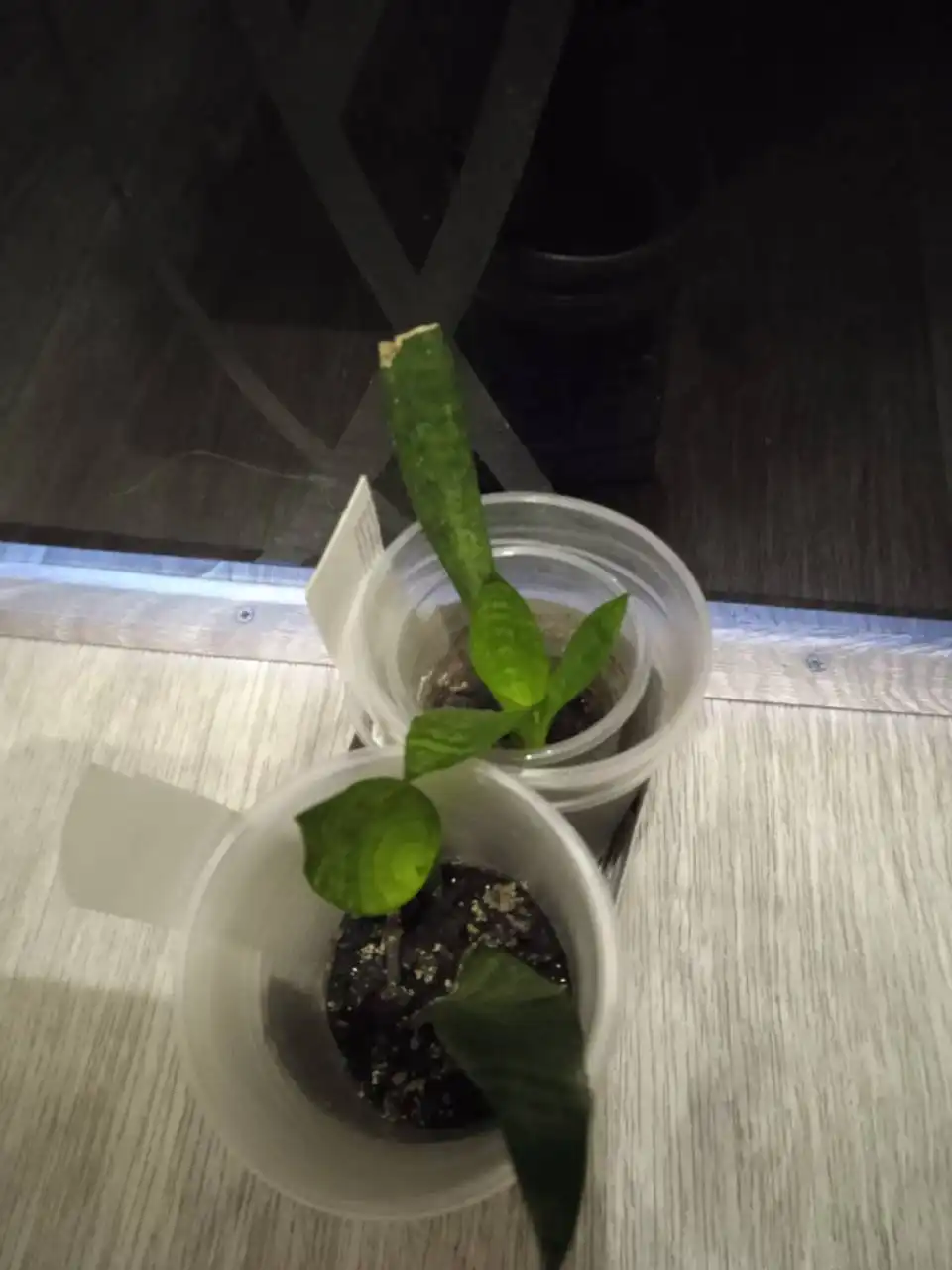 Сансевиерия Щучий хвост высокий сорт - Растения (Хобби и отдых) в Кемерово