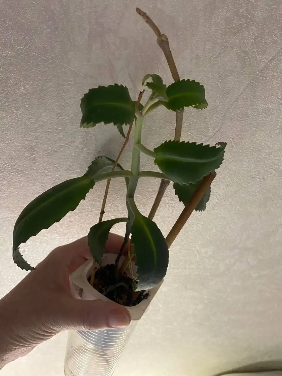 Каланхоэ лечебный Чихайка - Растения (Хобби и отдых) в Кемерово