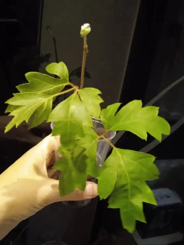 Укоренённый саженец циссуса (березки) - Кухонная техника в Кемерово