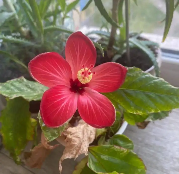 Гибискус годовалый и взрослый куст с черенками - Растения (Хобби и отдых) в Кемерово