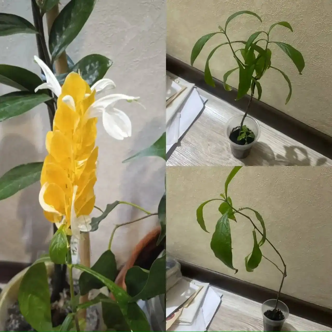 Пахистахис в Кемерово - Растения (Хобби и отдых) в Кемерово