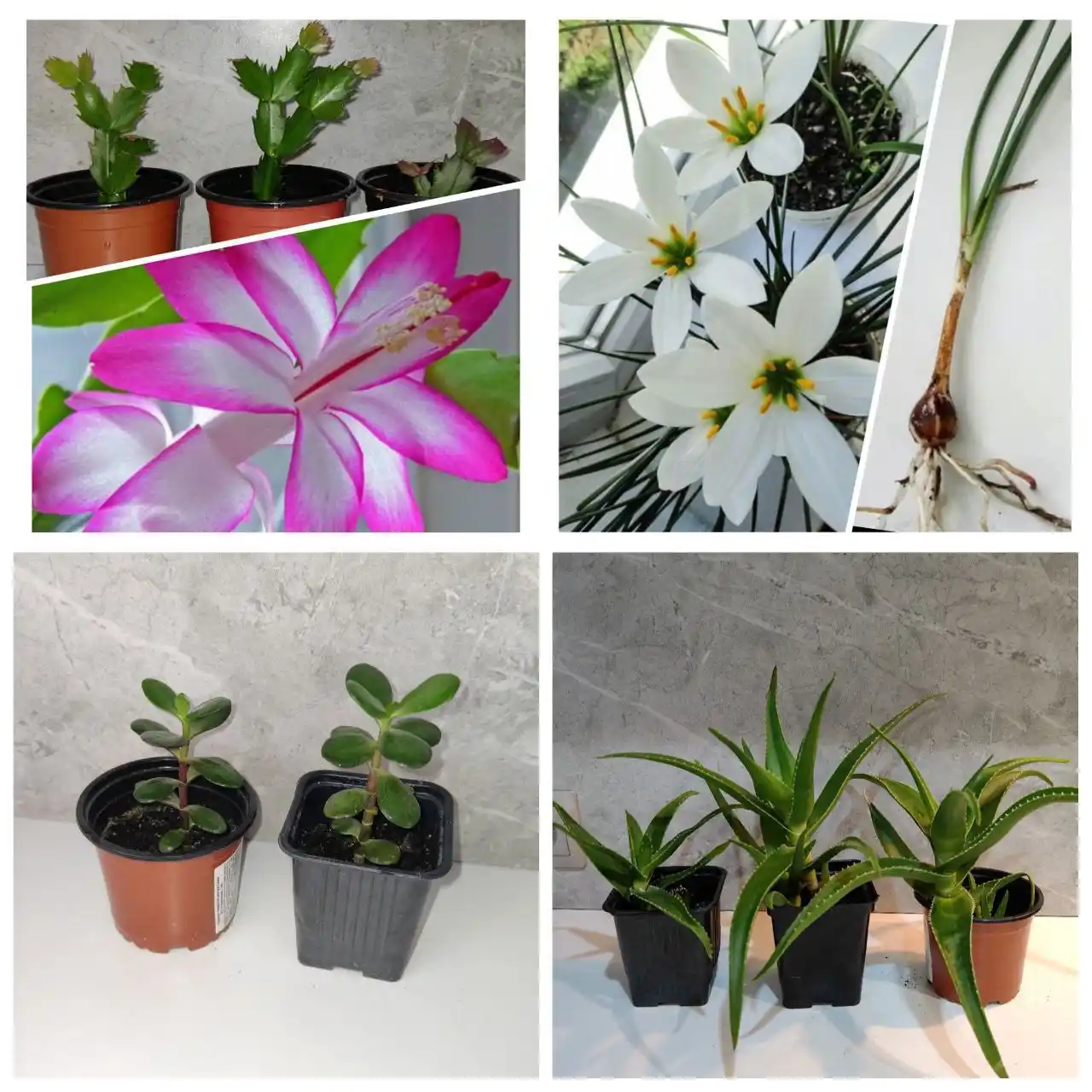 Продажа комнатных растений