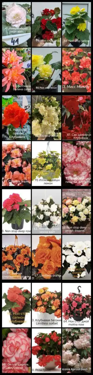 Продажа бегоний