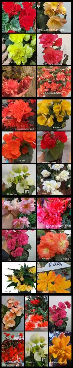 Продажа бегоний