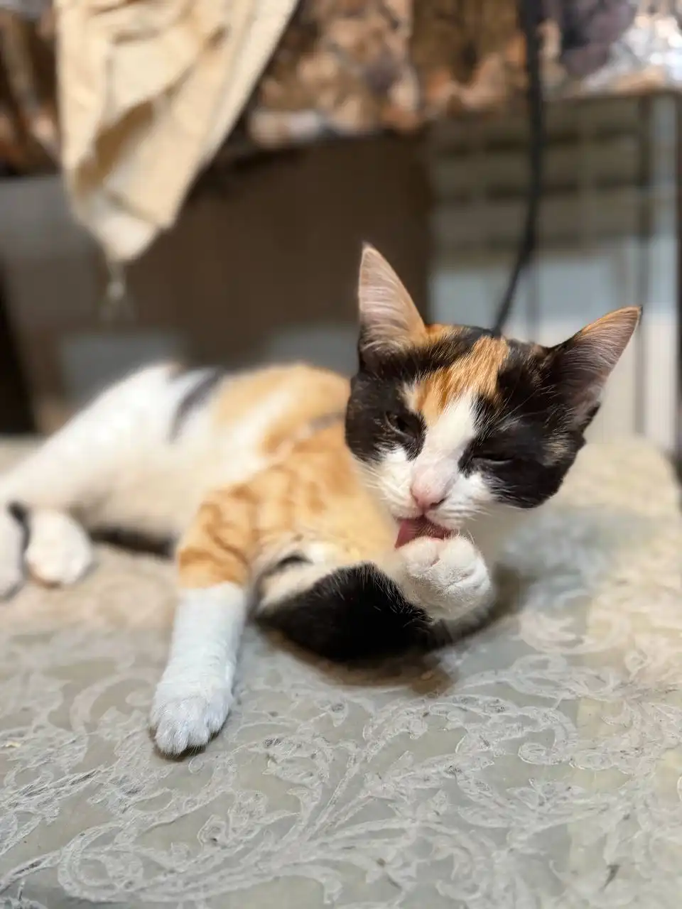 Трехцветные котята в добрые руки