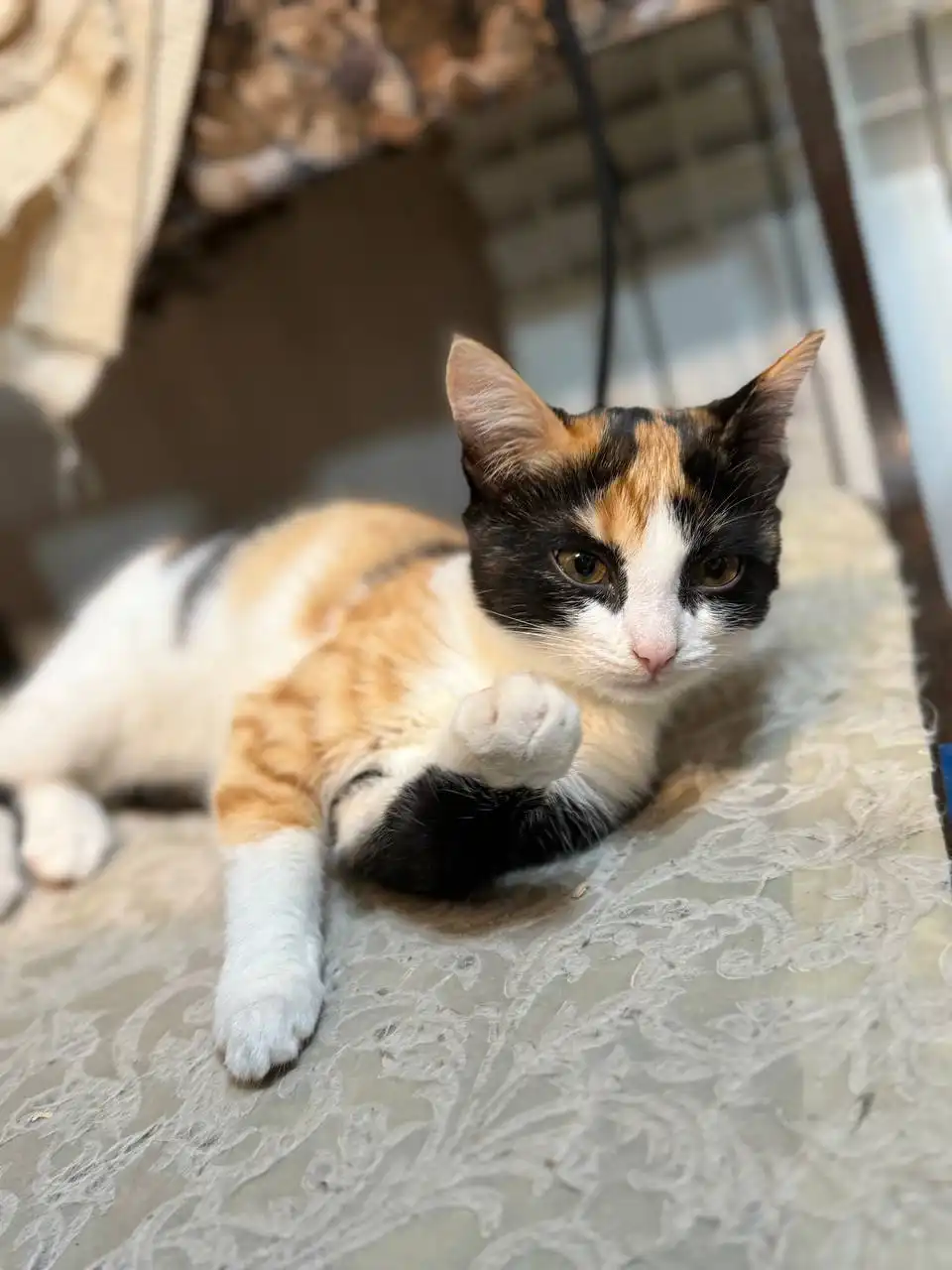 Трехцветные котята в добрые руки