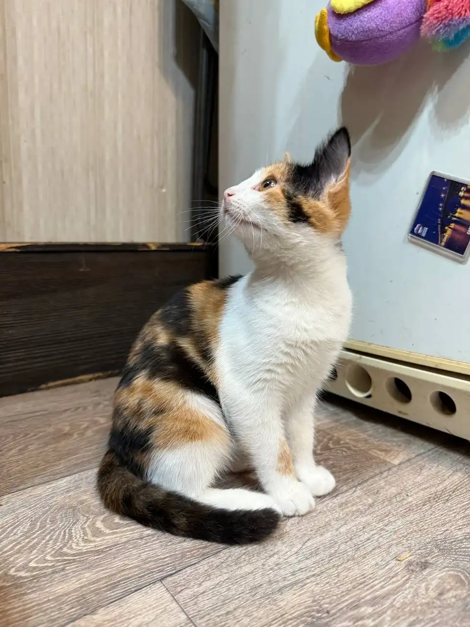 Трехцветные котята в добрые руки