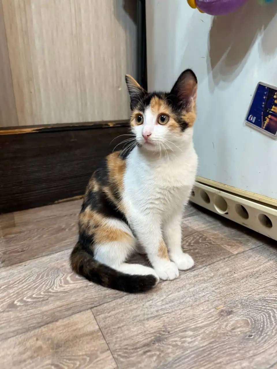 Трехцветные котята в добрые руки