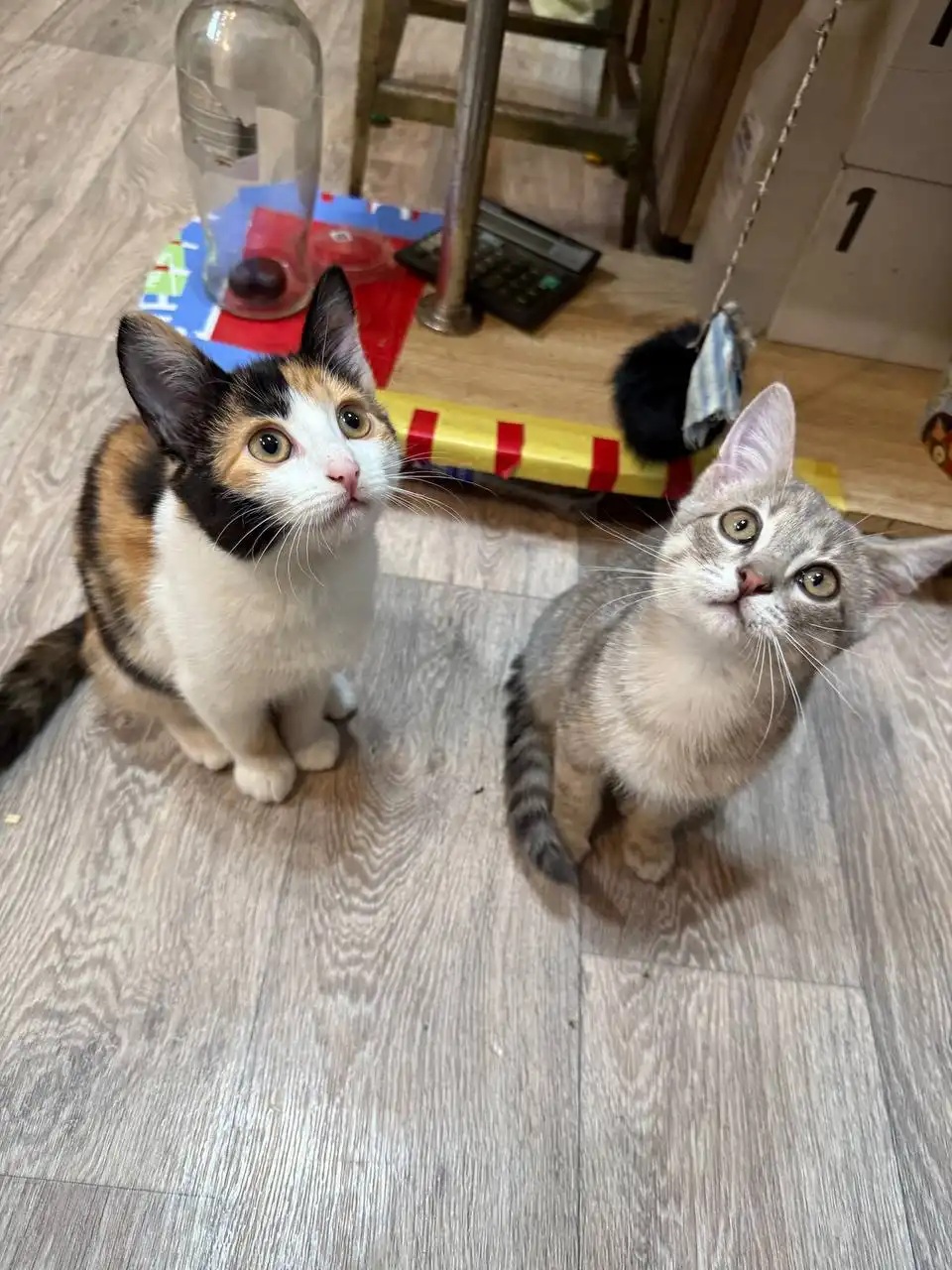 Трехцветные котята в добрые руки