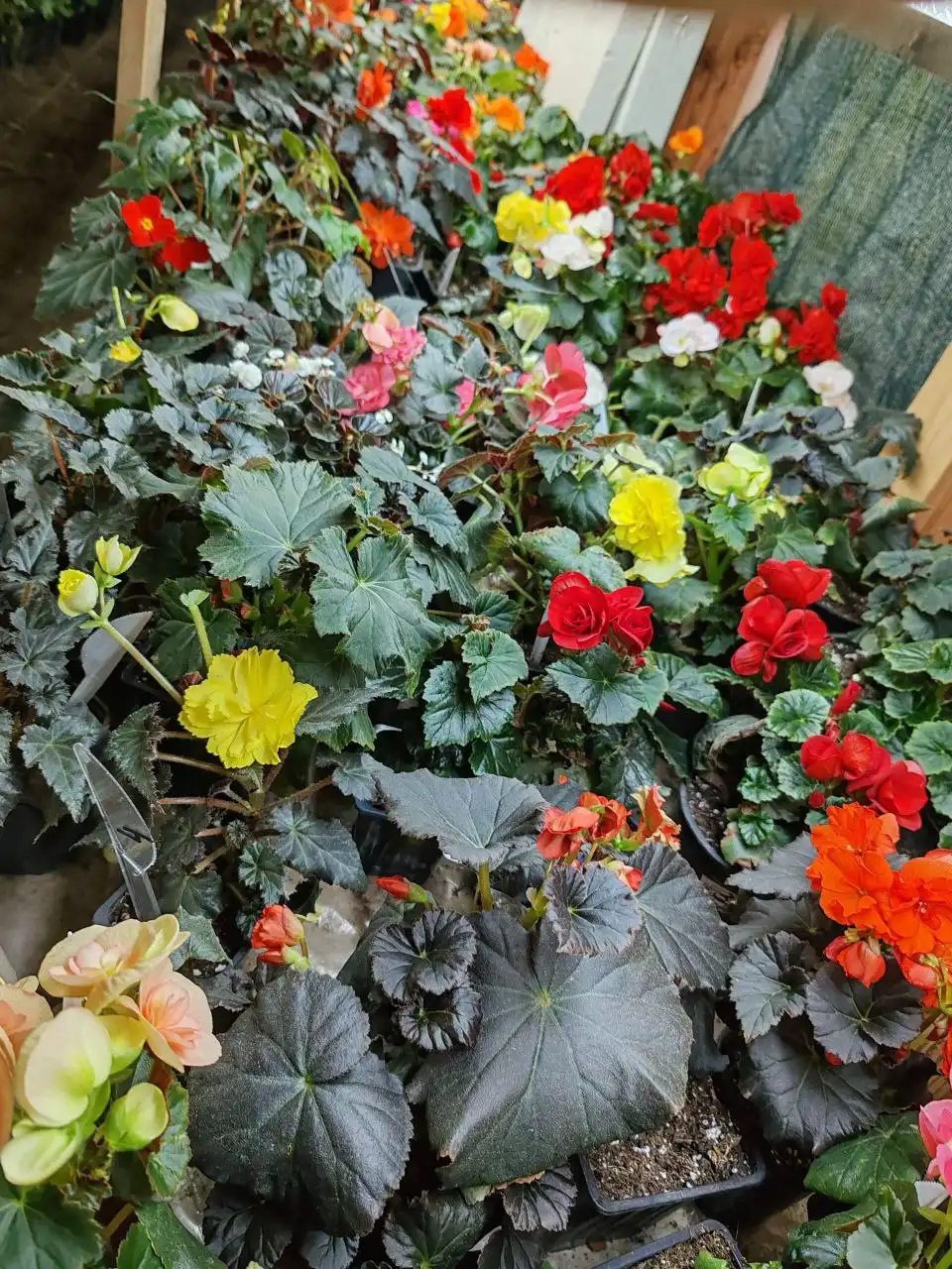 Продажа бегоний: срезы и укорененные черенки