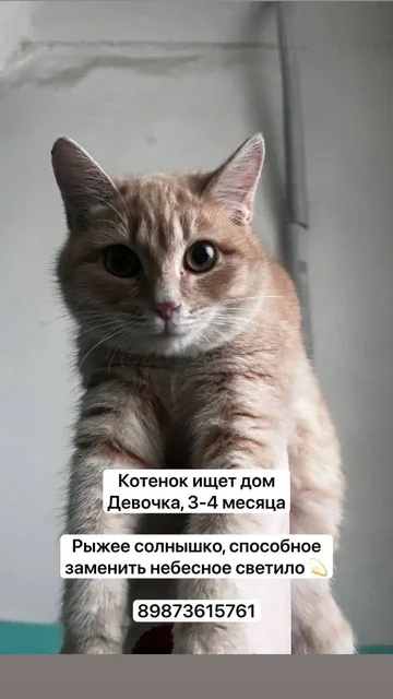 Котенок рыжий 3-4 месяца ищет дом в Саратове - Животные в Саратов