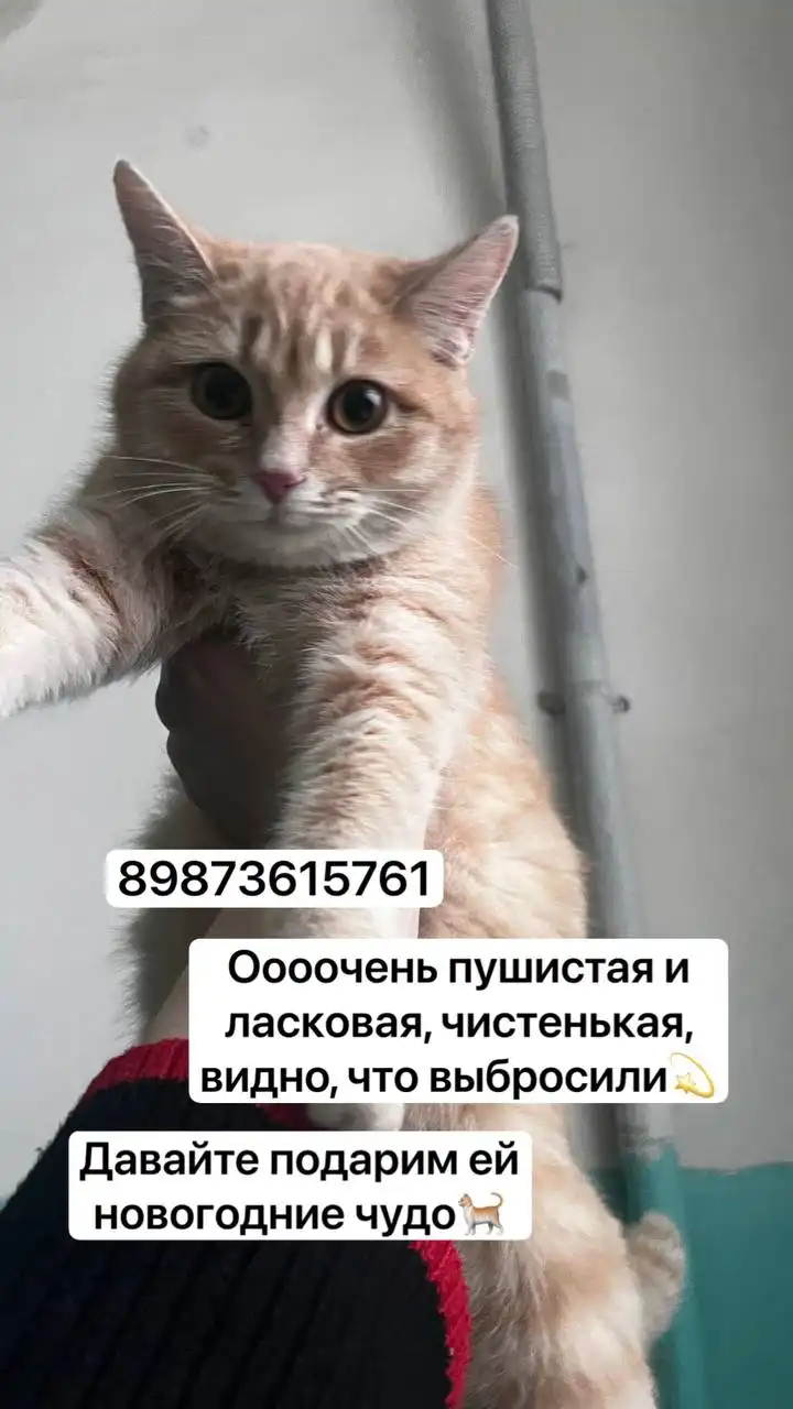 Котенок рыжий 3-4 месяца ищет дом в Саратове