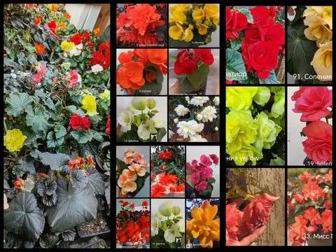 Продажа бегоний в Энгельсе - Барахолка в Энгельс