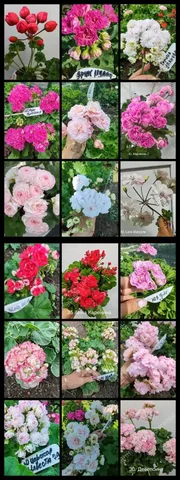 Продажа пеларгоний (гераней) различных сортов - частное объявление в Энгельс
