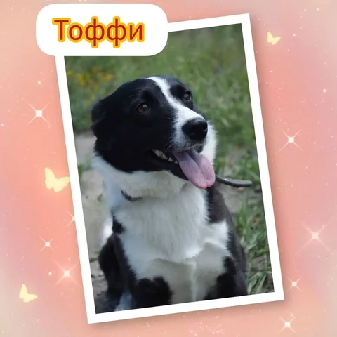 Собака Тоффи в Саратове - частное объявление в Саратов
