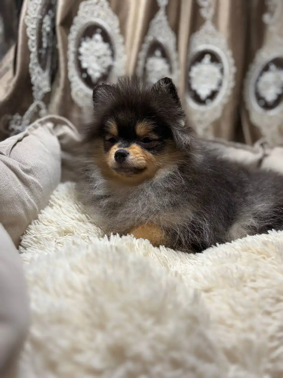 Щенки померанского шпица подростки