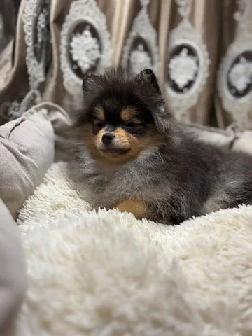 Щенки померанского шпица подростки - частное объявление в Саратов