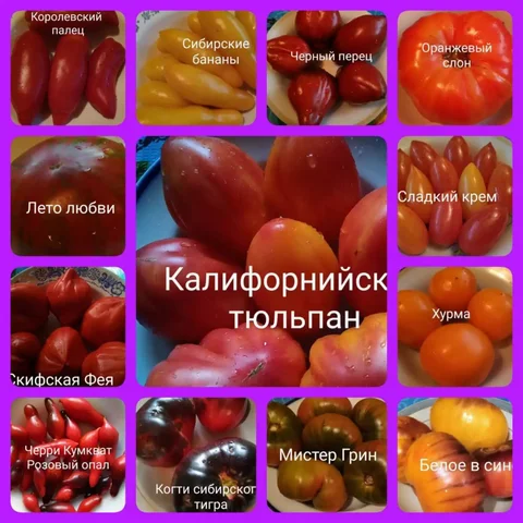 Коллекционные семена томатов - частное объявление в Саратов