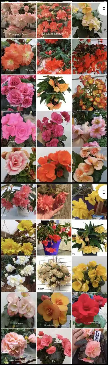 Продажа бегоний в Энгельсе