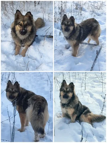 Очаровательная Эльза ищет дом - Животные в Саратов/Энгельс