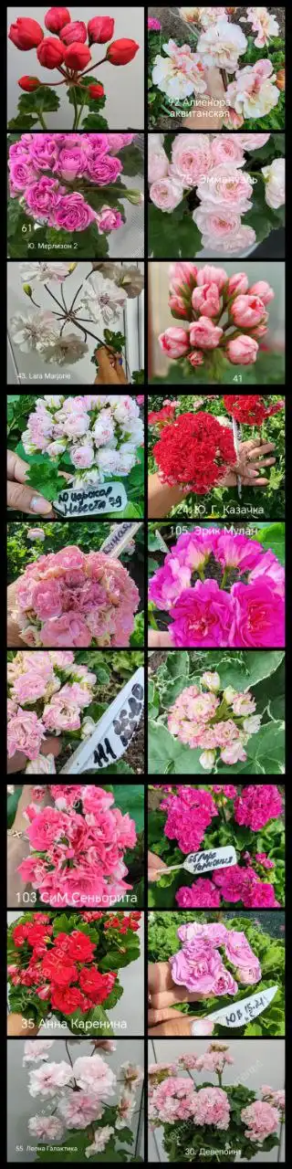 Продажа пеларгоний