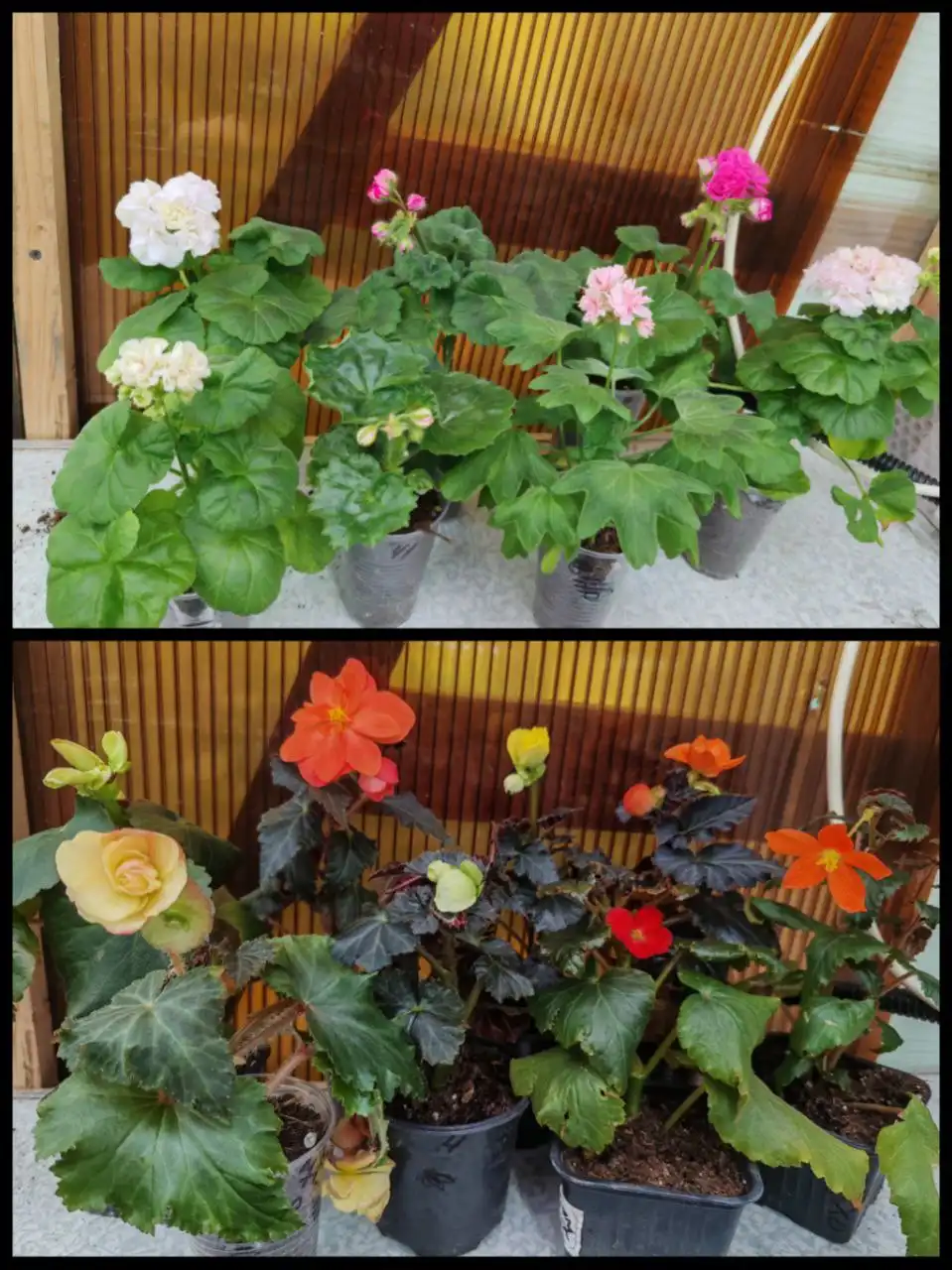 Продажа бегоний и пеларгоний