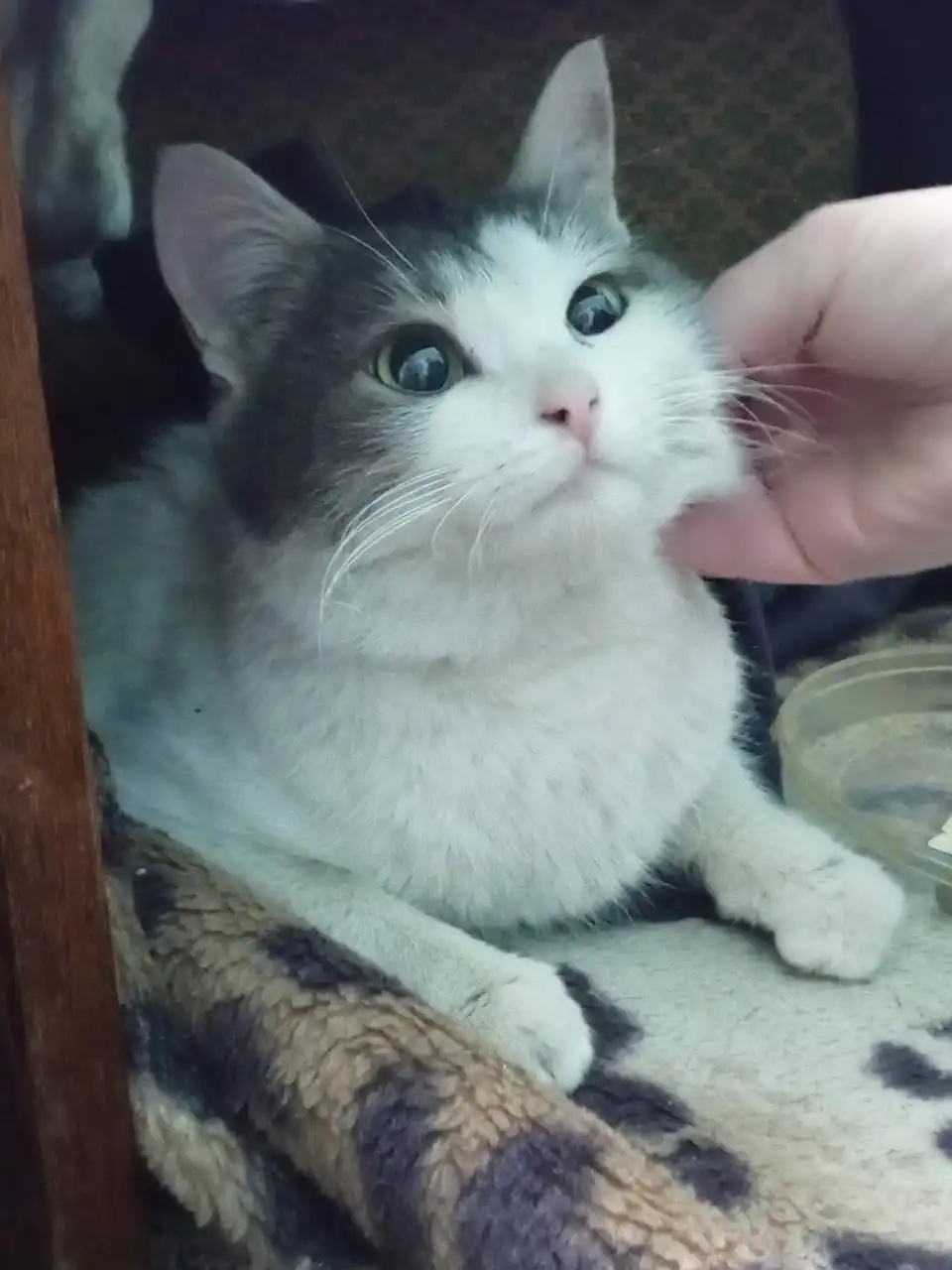 Срочно нужен дом для кошечки в Саратове