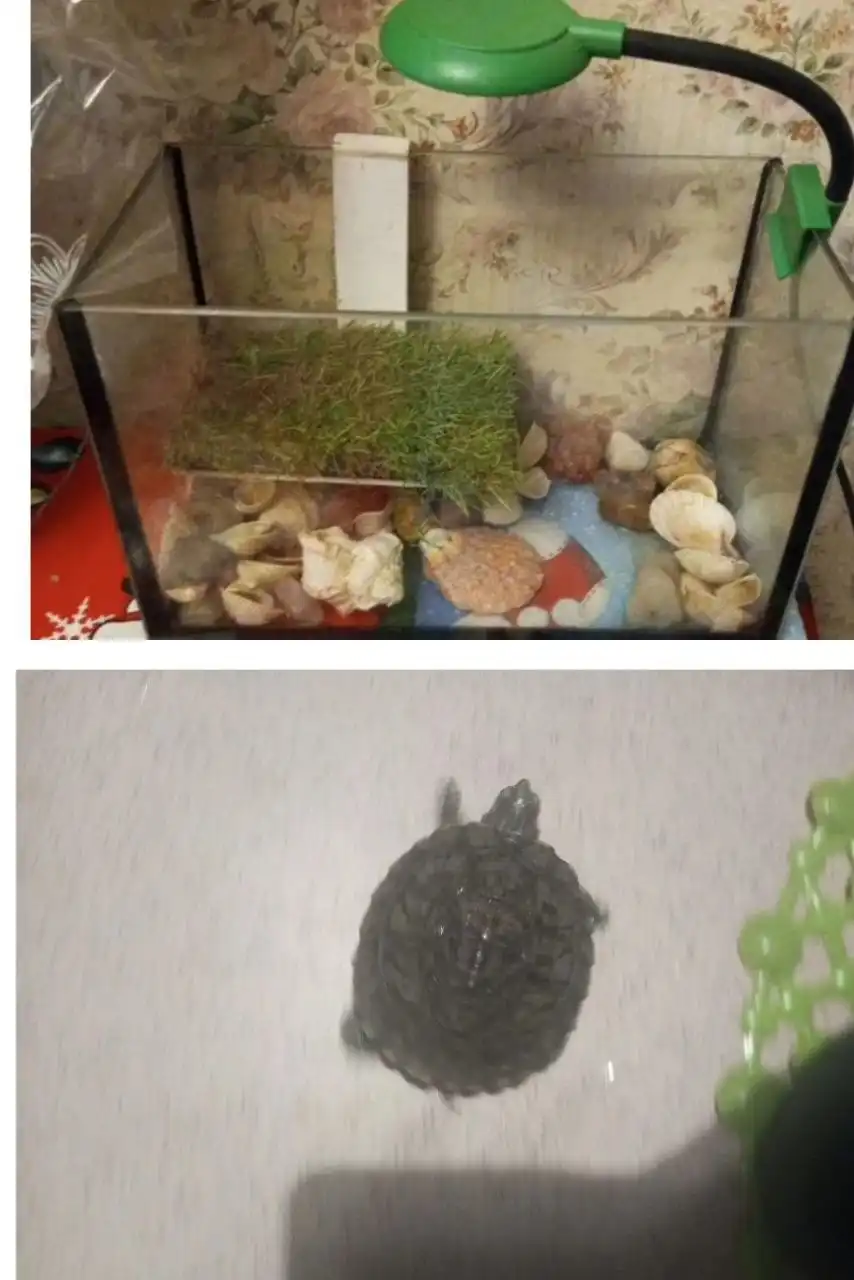 Продам маленькую черепаху с комплектом - Рептилии (Животные) в Энгельс