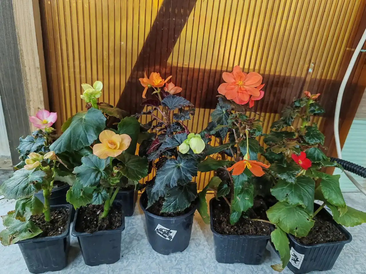 Продажа цветущих бегоний - Растения (Барахолка) в Энгельс