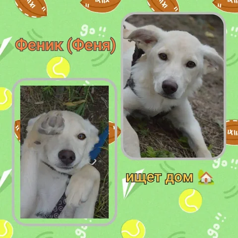 Феник (Феня) ищет дом - Приюты в Саратов
