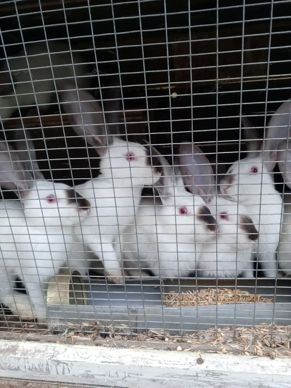 Продажа кроликов разных пород и свежего мяса - Кролики (Животные) в Саратов