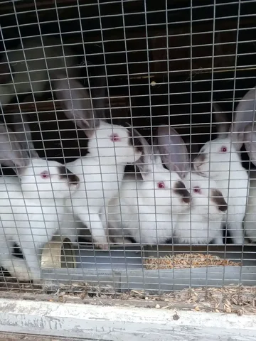 Продажа кроликов разных пород и свежего мяса - Приюты в Саратов