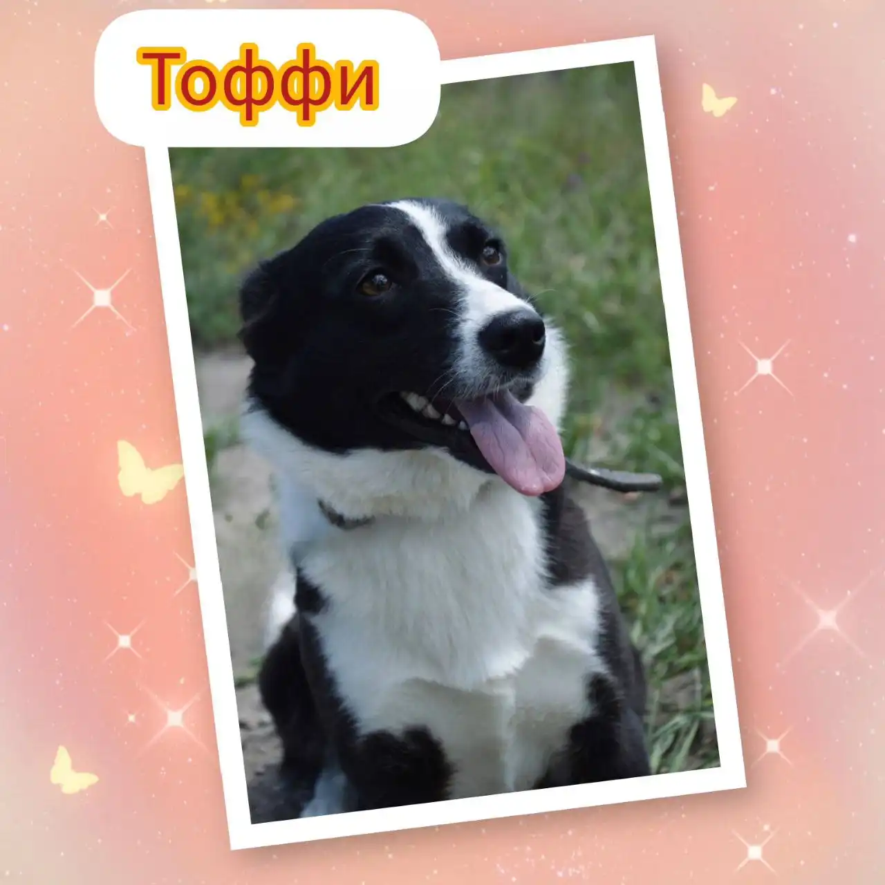 Продажа собаки породы Тоффи в Саратове - Собаки (Животные) в Саратов