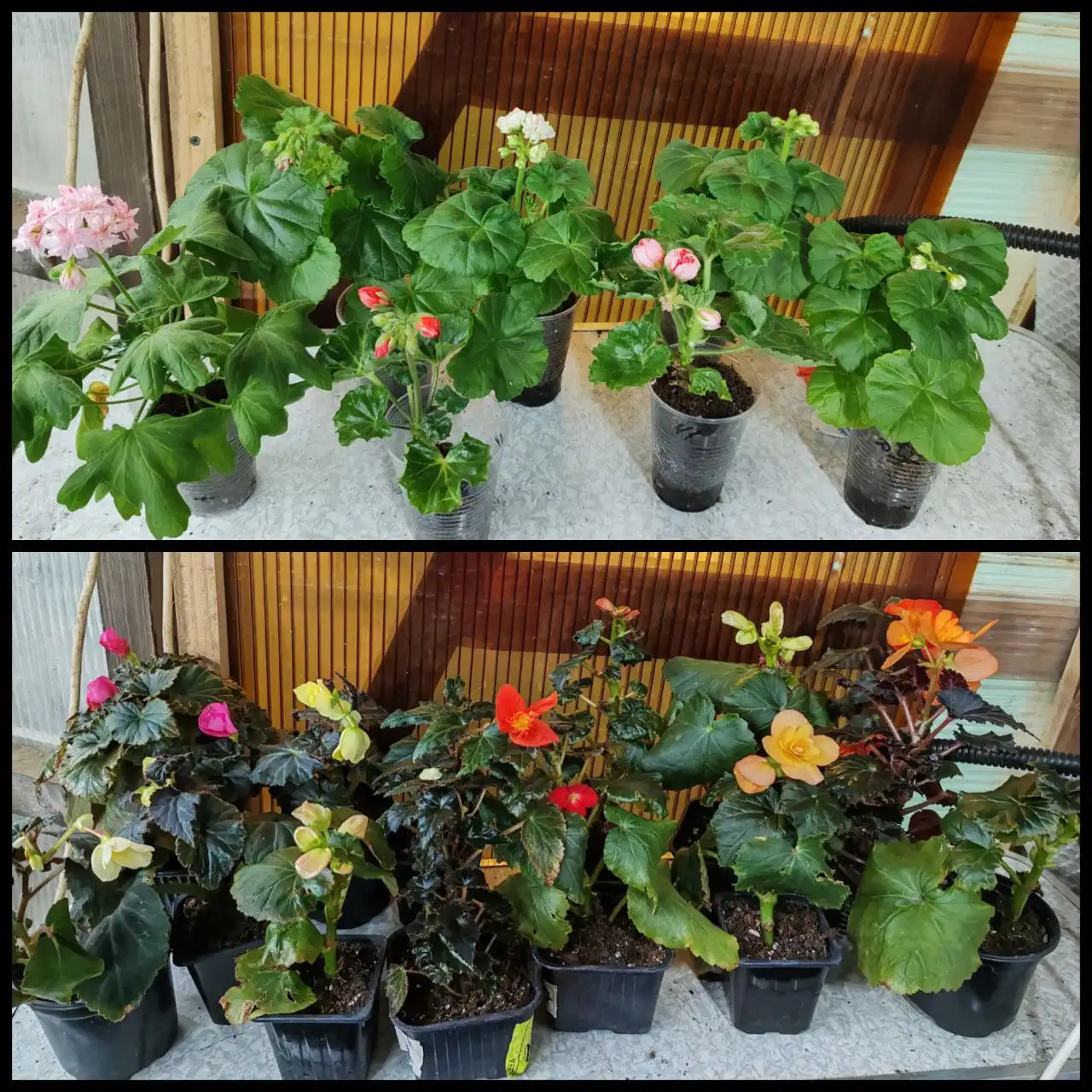 Продажа цветущих бегоний и пеларгоний - Растения (Хобби и отдых) в Энгельс