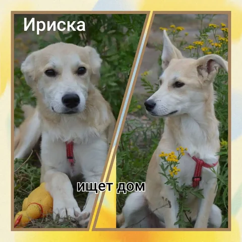 Продажа кошки породы Ириска в Саратове - Кошки в Саратов