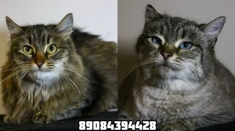 Кошечки Анфиса и Лола в добрые руки - Кошки в Саратов