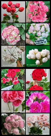 Продажа пеларгоний - Бижутерия в Энгельс