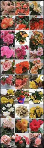 Продажа бегоний: срезки и укоренные черенки - Садоводство в Энгельс