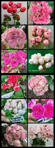 Продажа пеларгоний в Энгельсе - Садоводство/Растения в Энгельс