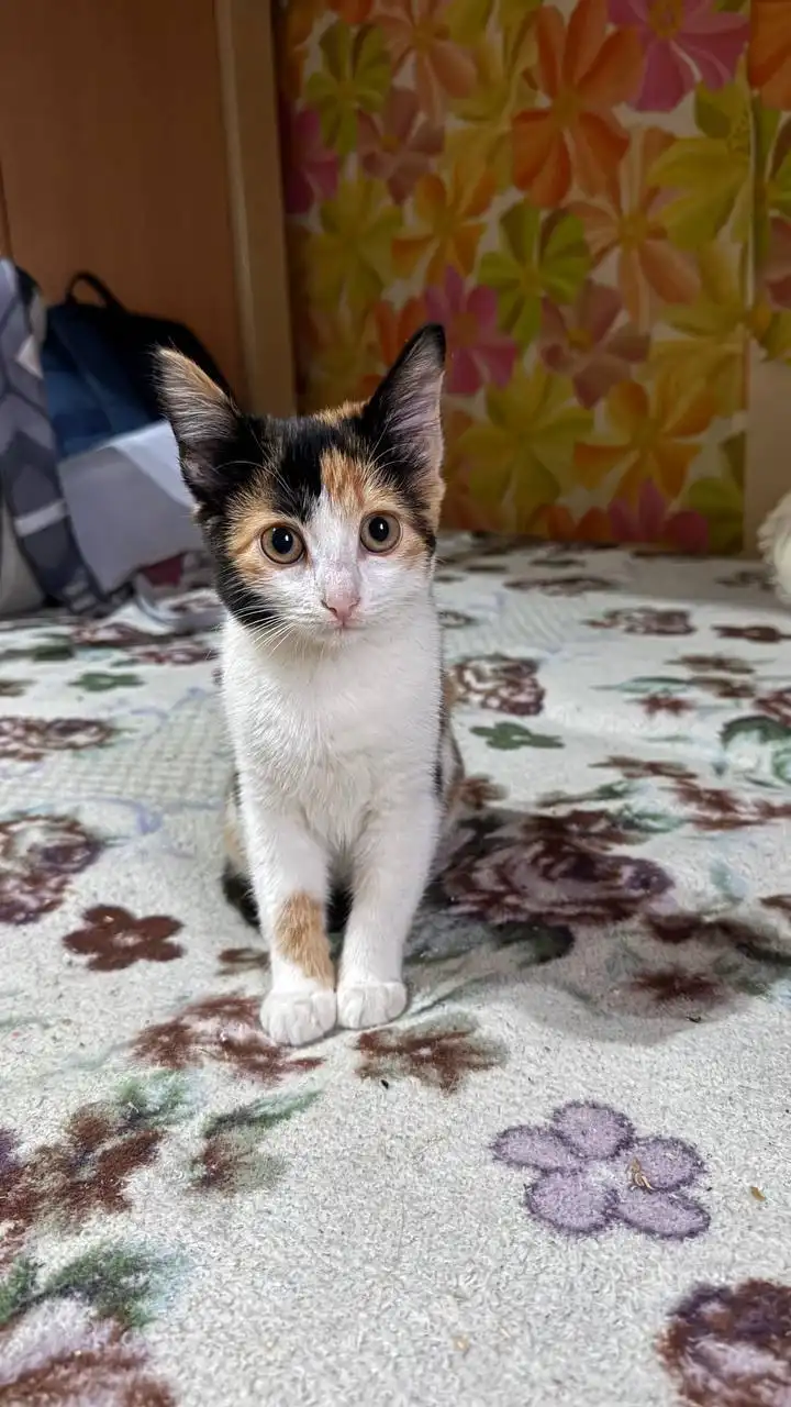 Кошечка ищет дом - Кошки/Котята (Животные) в Саратов