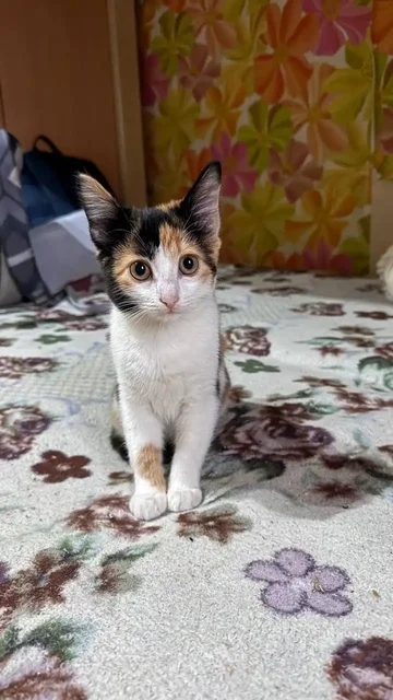 Кошечка ищет дом - Пропавшие животные в Саратов